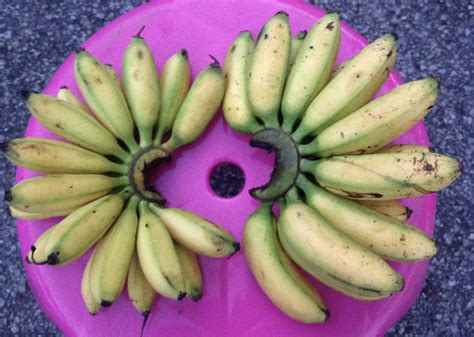 Pisang Emas or Lemak Manis: Which is which? – Suria Helang Lui