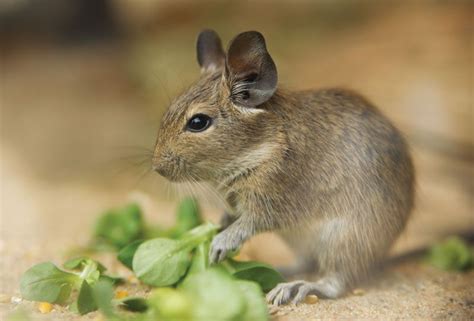 8 Best Small Rodents To Keep As Pets