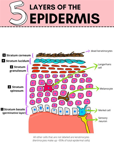 What is the epidermis epidermis structure and function – Artofit