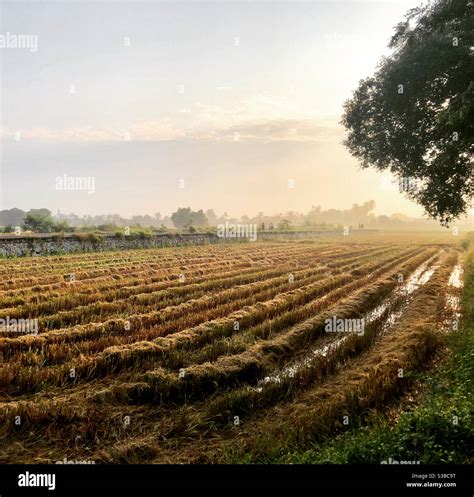 Sunrise & padi field Stock Photo - Alamy