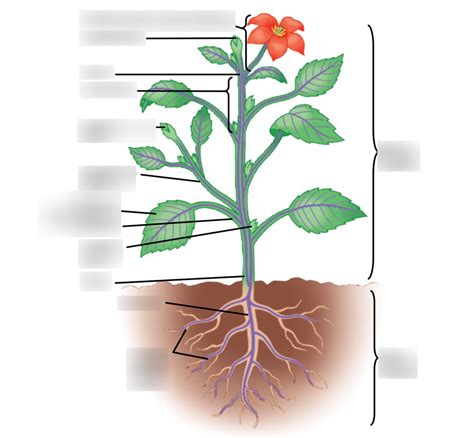 BI 213 Chapter 35: Vascular Plant Structure, Growth, and Development ...