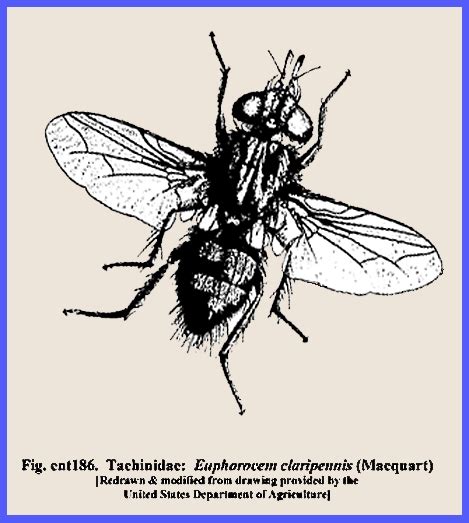 House Fly Larvae In Skin