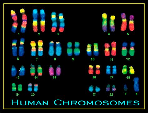 Human Chromosome pictures : Biological Science Picture Directory ...