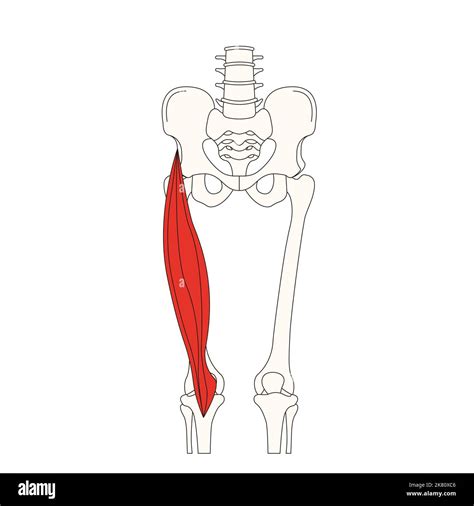 human anatomy drawing muscle rectus femoris Stock Photo - Alamy