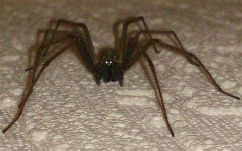 giant house spider bite - Tandy Maier