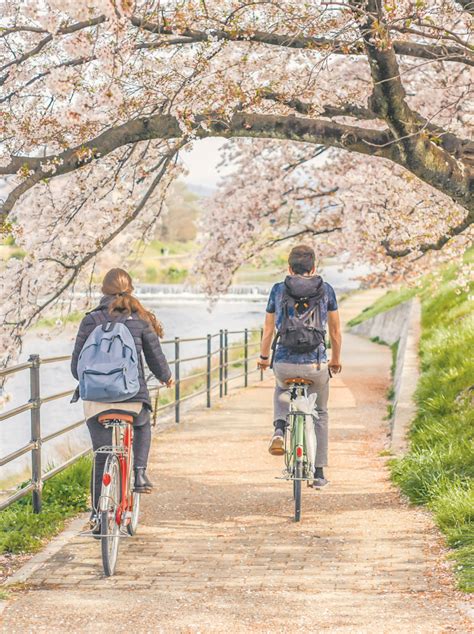 Admire the cherry blossoms and learn about the tradition of hanami ...