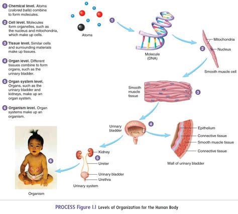 Structural and Functional Organization of the Human Body