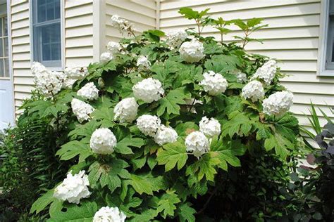 22 Stunning Oakleaf Hydrangea Varieties | Balcony Garden Web