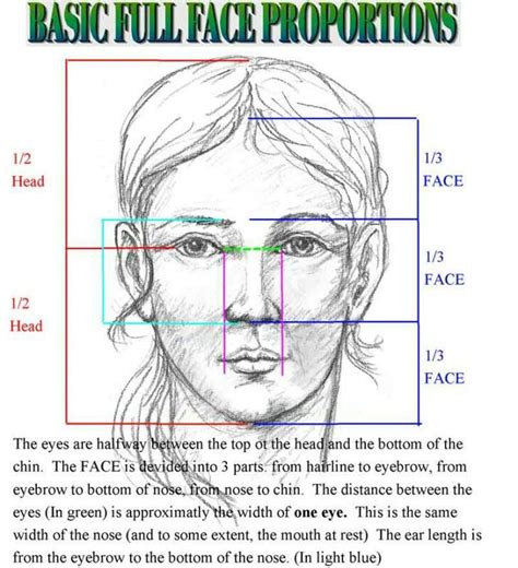 Loomis face proportions