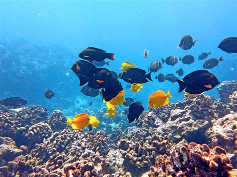 Hawaii Snorkeling Tours Maui | Besttravels.org