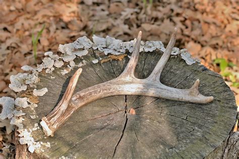 Deer Antler Free Stock Photo - Public Domain Pictures