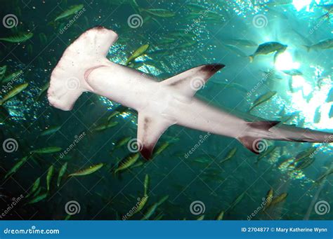 Hammerhead Shark In The Aquarium. The Great Hammerhead Sphyrna Mokarran ...