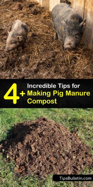 Composting Pig Poop - DIY Pig Manure Fertilizer