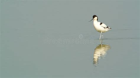 Pied Avocet Migration Birds in Thailand and Southeast Asia. Stock ...