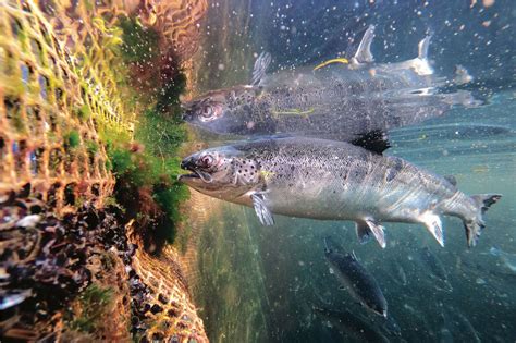 The New Fish: The Truth about Farmed Salmon - Mountain Life