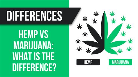 Hemp vs marijuana: what is the difference?