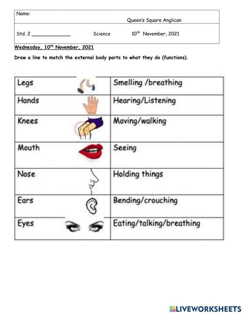 1627942 | External Body Parts Function Matching Activity