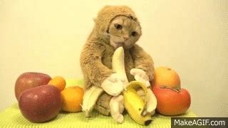 Monkey Cat ( eating banana ) on Make a GIF