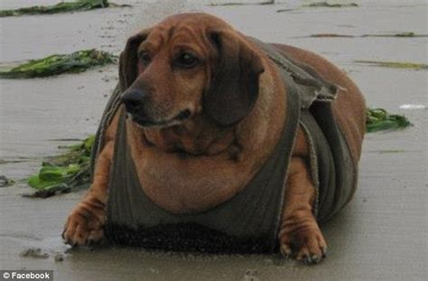 Fat Wiener Dog Obie