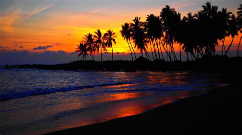 Several palm trees, beach, sunset, palm trees HD wallpaper | Wallpaper ...