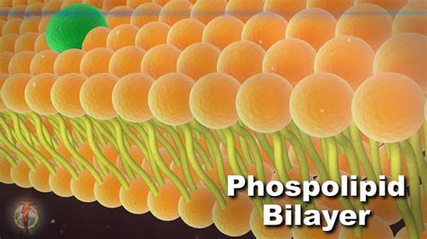 3d model of phospholipid cell membrane