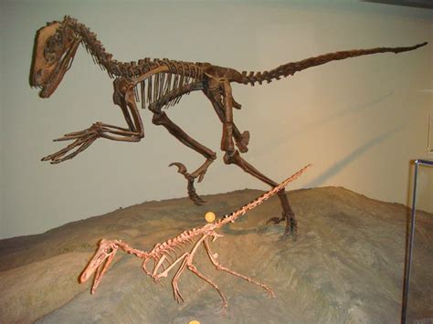 Fossils: Velociraptor Fossils