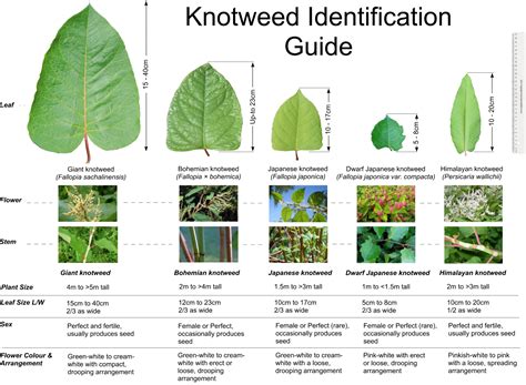 Knotweed Identification | Eradication | Treatment | Removal