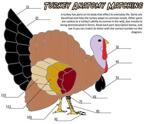 Anatomy of a Turkey Diagram | Quizlet