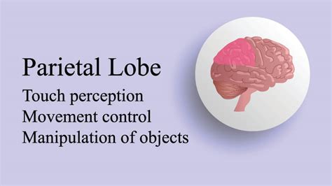 Parietal Lobe Of The Brain