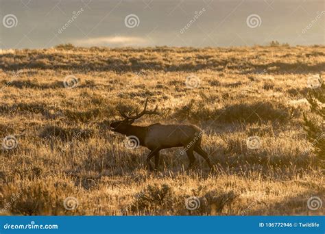 Bull Elk Bugling at Sunrise Stock Photo - Image of sunrise, mammal ...