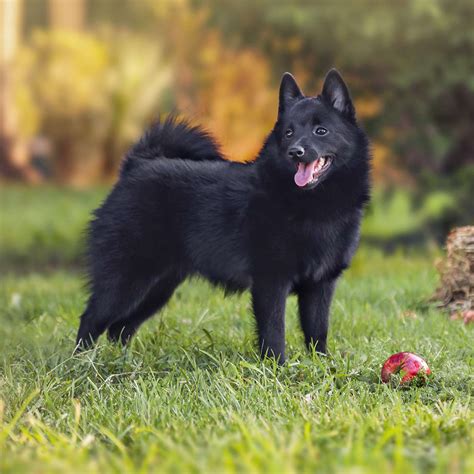 Schipperke Dog Breed Information & Characteristics