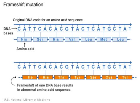 What kinds of gene variants are possible?: MedlinePlus Genetics