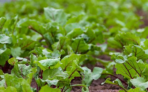 Beet Planting In The Organic Garden Greenhouse Growing Beet Field Photo ...