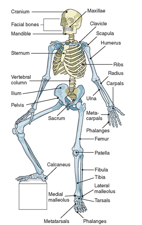 The Musculoskeletal System (Structure and Function) (Nursing) Part 1 ...