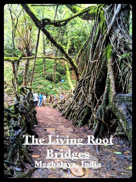 The Living Root Bridge in Meghalaya in village of Mawlynnong | India ...