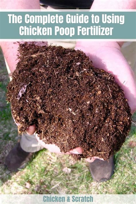 The Complete Guide to Using Chicken Poop Fertilizer