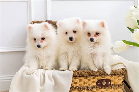 36 Cutest Small Fluffy Dog Breeds You’ll Love (With Pictures)