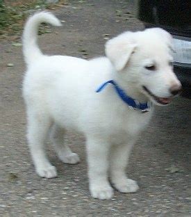 American White Shepherd Dog Breed Pictures, 2