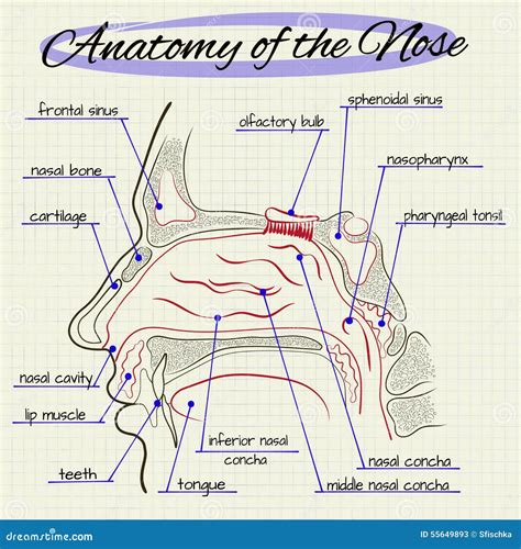 Human Nose Bone Anatomy