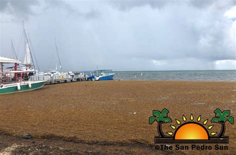 Unexpected influx of Sargassum invades San Pedro beaches - The San ...