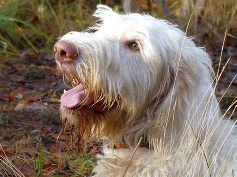 Spinone Italiano Pictures and Informations - Dog-Breeds.com