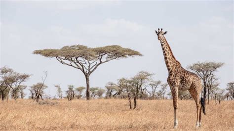 Going on safari in Serengeti National Park | SafariBando