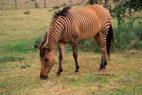 Yes, a Zorse, a Cross Between a Horse and Zebra, is Real