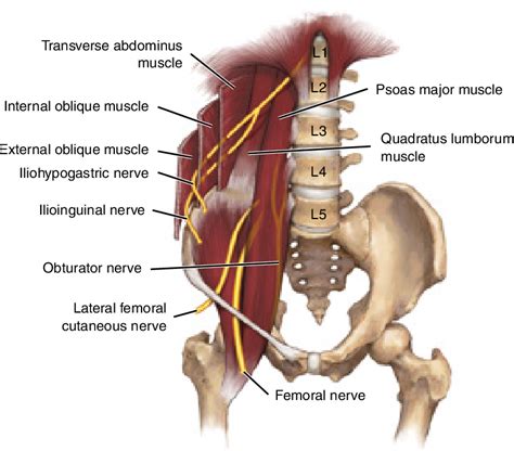 Genitofemoral Nerve Psoas