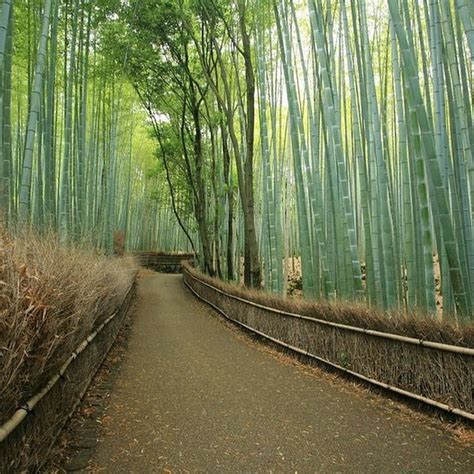 Arvind's: Sagano Bamboo Forest at Arashiyama, Kyoto