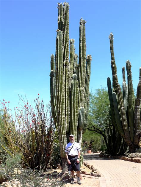 Michael Chuck and the Very Tall Cactus