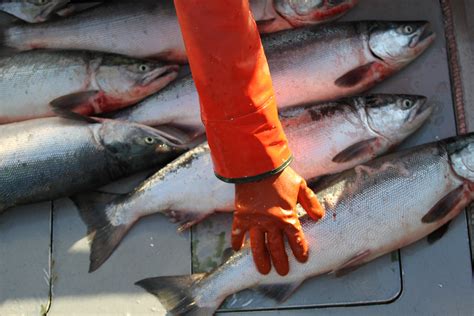 Farmed Salmon and Your Health – Wild For Salmon