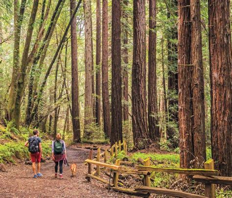 Dr. Aurelia Reinhardt Redwood Regional Park | East Bay Parks