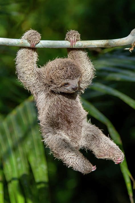 Joyful Baby Three-toed Sloth Photograph by Mark Kostich - Fine Art America