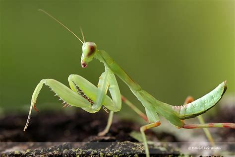 Giant Asian Mantis - Hierodula patellifera - Singapore Geographic